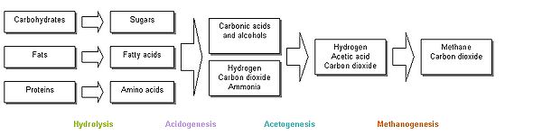 Stages of anaerobic digestion